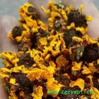 小丽百草行雪菊 昆仑雪菊   雪菊图2