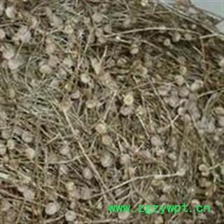 统24 好统30 谷精草 鱼眼草 珍珠草 天星草 佛顶珠图2