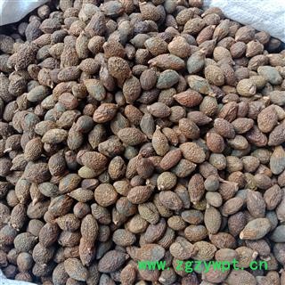 大海 胖大海正品保证实图拍照 中药材批发丽丽药业图4