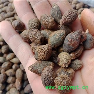 大海 胖大海正品保证实图拍照 中药材批发丽丽药业图2