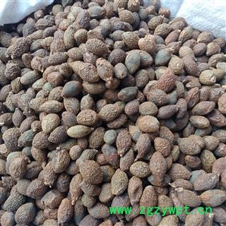 大海 胖大海正品保证实图拍照 中药材批发丽丽药业图3