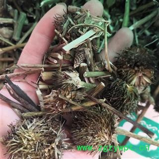 诺源药材行紫锥菊  紫锥花  松果菊图2