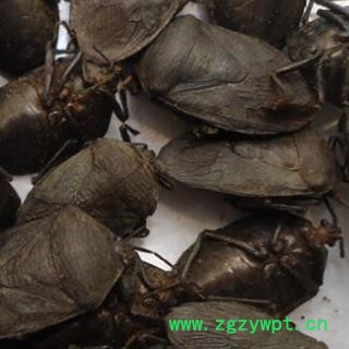 中药材贵州正品九香虫 非进口价低货 购买请谨慎安国市场批发零售大全图2