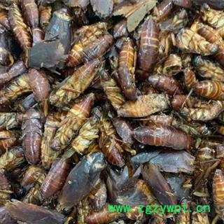 蟑螂 蟑螂统货 产地 河北省图2