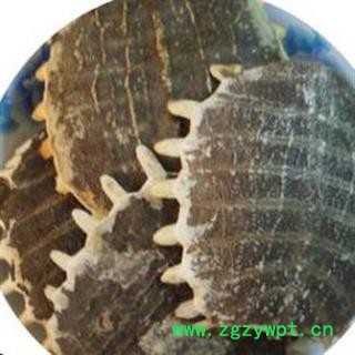 鳖甲 统个 产地 山东省安国市场批发零售大全图2