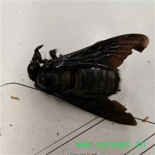 瑞森药材行 竹蜂 乌蜂 熊蜂 象蜂 咸竹蜂虫图3