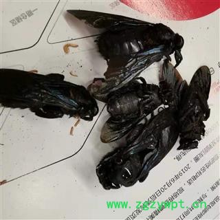 瑞森药材行 竹蜂 乌蜂 熊蜂 象蜂 咸竹蜂虫图2