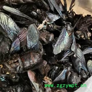 瑞森药材行 竹蜂 乌蜂 熊蜂 象蜂 咸竹蜂虫图4