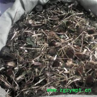 安祁名药优质紫锥菊  松果菊图2