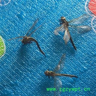 诺源药材行优质蜻蜓完整标本 8.5元一只图2