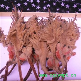 铁树花母花 选货 产地 四川省成都市双流县图3