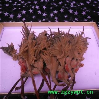 铁树花母花 选货 产地 四川省成都市双流县图2