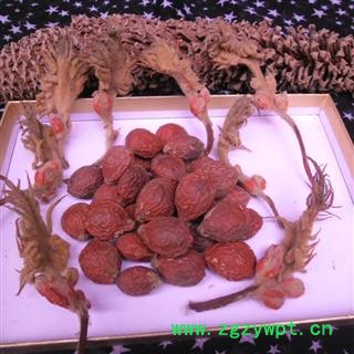 铁树花母花 选货 产地 四川省成都市双流县图4