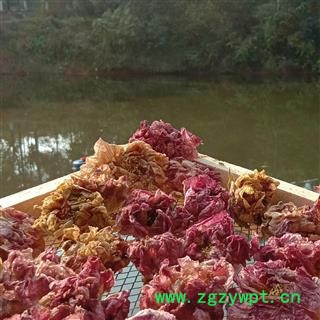 芙蓉花 精品 产地 四川省成都市双流县图2