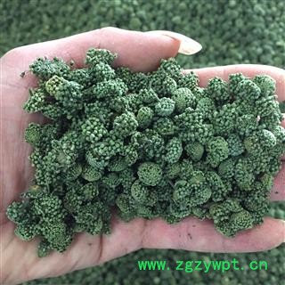 云南文山3年生三七花/田七花 产地直销图3