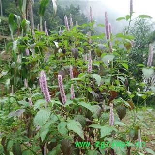 【秦岭特产】荆芥穗 2021秦岭荆芥日晒干净无硫500g图2