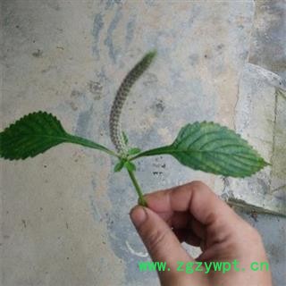 【秦岭特产】荆芥穗 2021秦岭荆芥日晒干净无硫500g图3