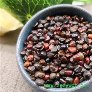 枳椇子 正品保证质量7天无理由退货退款 安品堂图2