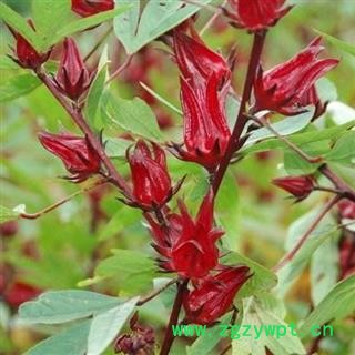 洛神花 玫瑰茄 日晒无硫500g【打折已结束】图2