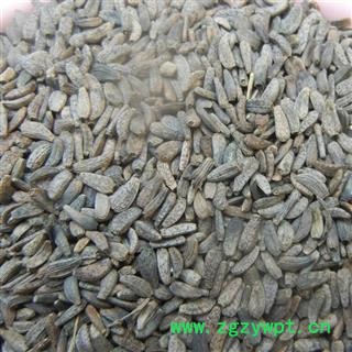 牛子 牛蒡子 川牛蒡子净货 产地 四川 华美中药 产地直销 重在品质图4