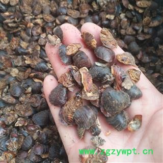 安祁名药土元 新货无硫图2