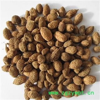 砂仁@【华美中药】中药材批发供应【砂仁】图2