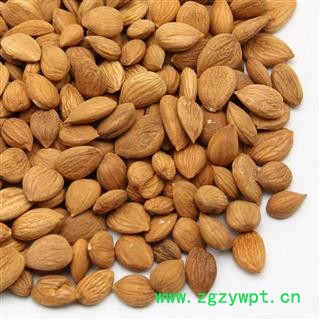 苦杏仁 选 产地 河北省 华美中药 产地直销 重在品质图2