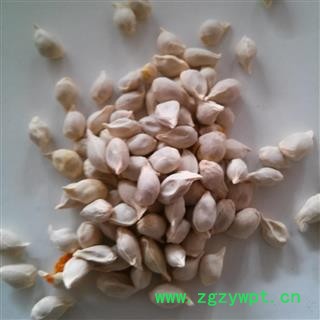 橘核 桔核 统 产地 四川省  华美中药   产地直销 重在品质图2