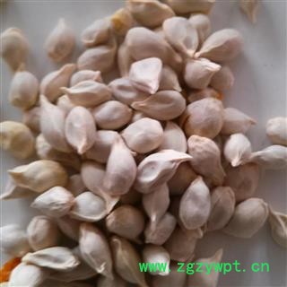 橘核 桔核 统 产地 四川省  华美中药   产地直销 重在品质图3