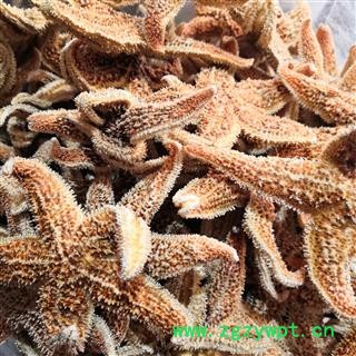 安祁名药海星 统 产地 广东省图3