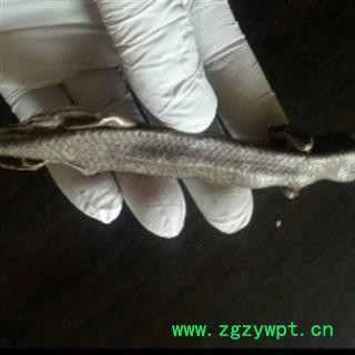 安祁名药 优质中药材 石龙子 蜥蜴 山龙子 守宫图2