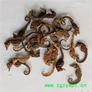 安祁名药海马 1克左右图2