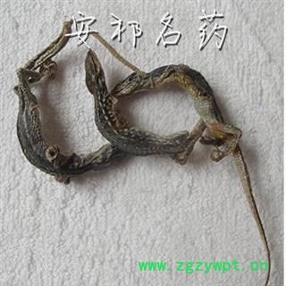 安祁名药正品蜥蜴 四脚蛇  非石龙子图2