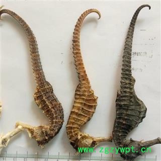 安祁名药海马精选5克左右图2