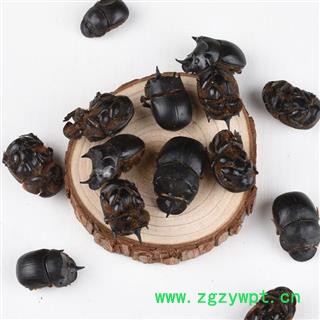 秦岭优质大将军 蜣螂 屎壳郎 手工挑选 干净500g图3