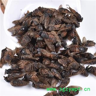 【精选】中药材秦岭地产牛虻日晒无硫500g图4