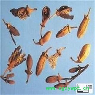 小丽参茸行  佛手花 佛柑花图3