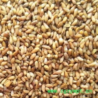 柏子仁 正品柏子仁 统货 产地 山东省图2