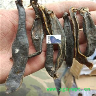 水蛭 清水吊杆水蛭 纯干货 大条 国峰药业 重在品质 蚂蟥 产地 江苏省图2