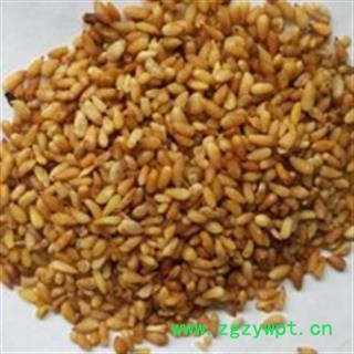 柏子仁 柏子仁 机选统货 标准95货 产地直供 一手货源 自产自销 不掺壳子 道地好药 产地 山东省图3