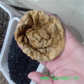 紫河车 胎盘 羊胎盘 清水 排血黄胎盘 地道药材 假一赔十 产地 河北省图3