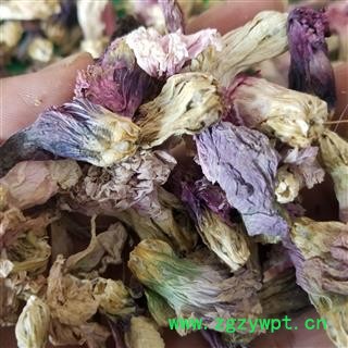 蜀季花  别称-蜀葵花 一丈红 大蜀季 戎葵 吴葵 卫足葵 胡葵 斗蓬花 秫秸图4