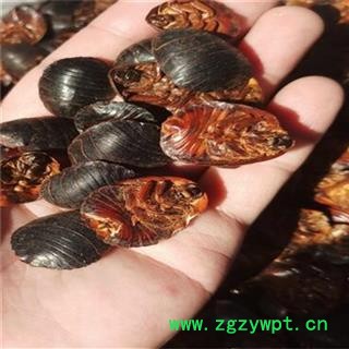中药材土鳖虫 土鳖虫大统货 产地 河北省图2
