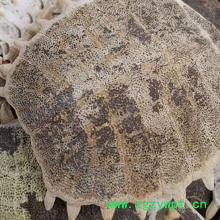 鳖甲 生鳖甲统货 产地 山东省安国市场批发零售大全图2