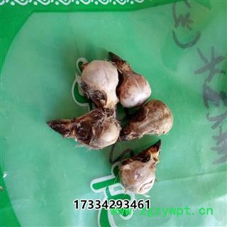 中药材麻雀脑 冷背药材去毛麻雀头 老家雀头原生药材晒干图3