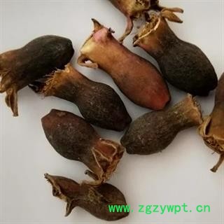 安祁名药精品石榴花  酸石榴花图2