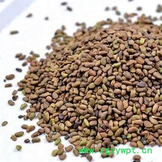 柠条籽 柠条子正品保证质量7天无理由退货退款 安品堂图3