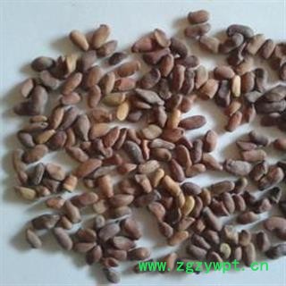 柠条籽 柠条子正品保证质量7天无理由退货退款 安品堂图2