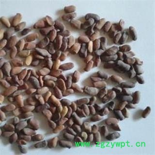 柠条籽 柠条子正品保证质量7天无理由退货退款 安品堂图4