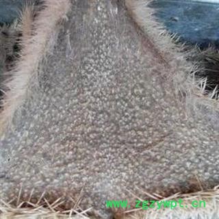 诺源药材行中药材正品刺猬皮   刺猬针 刺猬骨图2